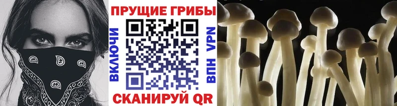 Псилоцибиновые грибы GOLDEN TEACHER Видное